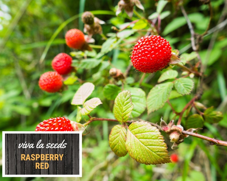 Gmo Raspberries Raspberry, Red | 30 Seeds | Heirloom | Non-gmo | Rubus Idaeus - Etsy