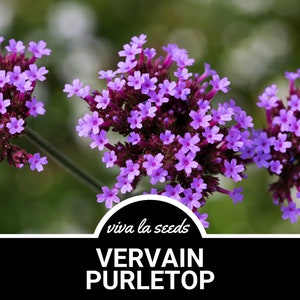 Vervain, Purpletop | 100 Seeds | Pollinator Friendly | Non GMO | Verbena bonariensis