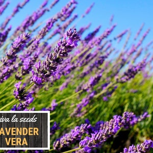 Lavender, Vera 100 Seeds Medicinal Culinary Herb Non GMO Lavandula angustifolia image 9