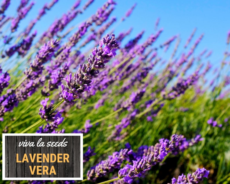 Lavender, Vera 100 Seeds Medicinal Culinary Herb Non GMO Lavandula angustifolia image 9