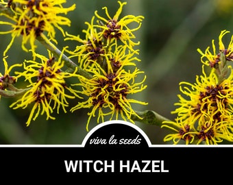 Witch Hazel | 5 Seeds | Medicinal | Beautiful Fragrant Blooms | Non GMO | Hamamelis virginiana