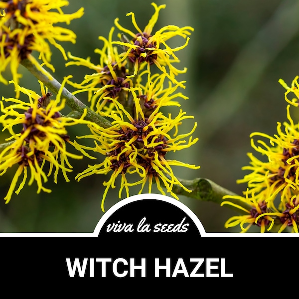 Witch Hazel | 5 Seeds | Medicinal | Beautiful Fragrant Blooms | Non GMO | Hamamelis virginiana