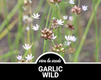 Garlic, Wild | 25 Seeds | Medicinal & Culinary Herb | Heirloom | Non GMO | Allium canadense