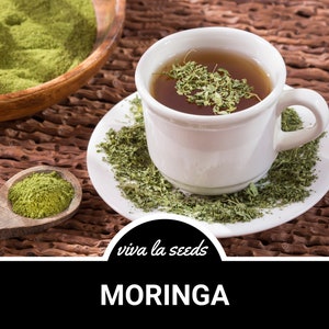 May include: A white cup of moringa tea with green moringa leaves floating in the tea. The cup is on a white saucer with green moringa leaves scattered around it. The text "viva la seeds" and "MORINGA" are visible below the image.