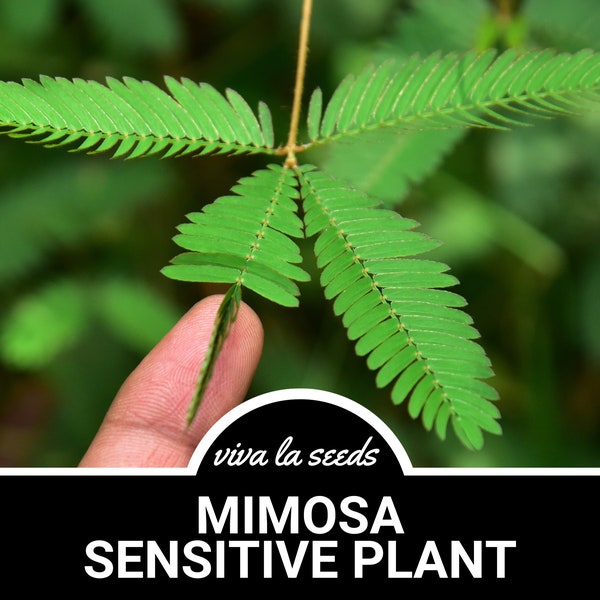 Mimosa, Sensitive Plant | Responds to Touch | 50 Seeds | Heirloom | Unique & Rare Plant | Garden Gift | Mimosa pudica