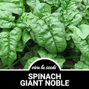 May include: Close-up of a lush green spinach plant with large, vibrant leaves. The plant is labeled "Spinach Giant Noble" with the words "viva la seeds" in a circle above the label.