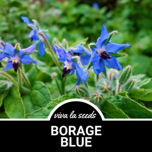 Borage Blue | 100 Seeds | Medicinal | Culinary Herb | Non GMO | Borago officinalis