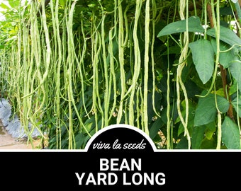 Puede incluir: Primer plano de una planta de judía larga con vainas verdes que cuelgan. La planta crece en un enrejado y las vainas son muy largas. El texto "viva la seeds" y "BEAN YARD LONG" es visible en la parte inferior de la imagen.