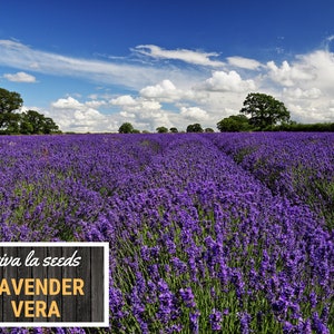 Lavender, Vera 100 Seeds Medicinal Culinary Herb Non GMO Lavandula angustifolia image 3