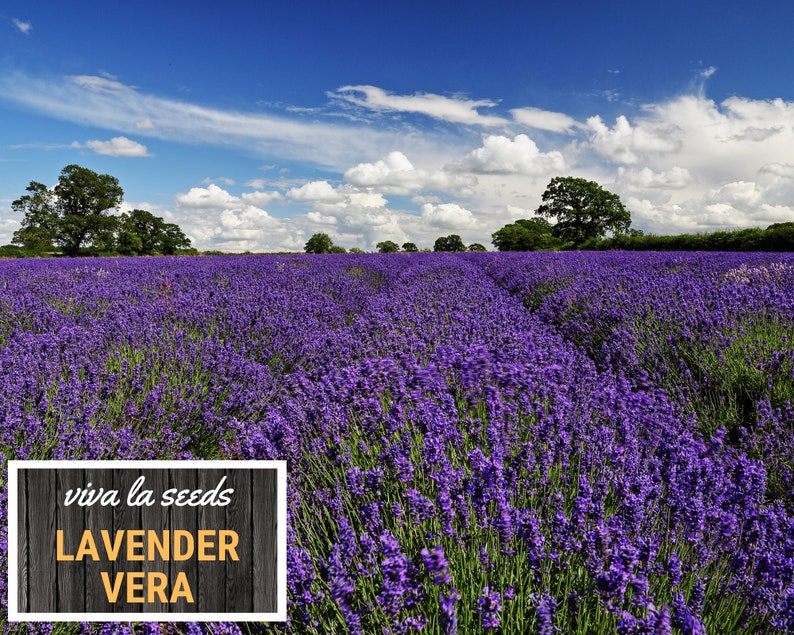 Lavender, Vera 100 Seeds Medicinal Culinary Herb Non GMO Lavandula angustifolia image 3