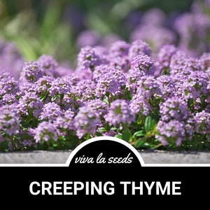 Creeping Thyme | 250 Seeds | Culinary Herb | Ornamental Groundcover | Non GMO | Thymus serpyllum