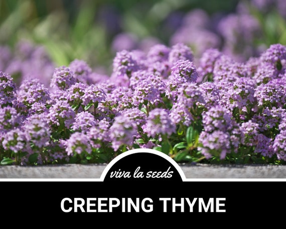 Creeping Thyme | 250 Seeds | Culinary Herb | Ornamental Groundcover | Non GMO | Thymus serpyllum