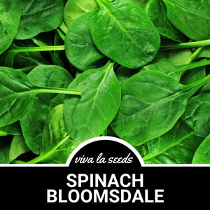 Spinach, Bloomsdale | 150 Seeds | Heirloom | Open Pollinated | Non-GMO | Spinacia oleracea