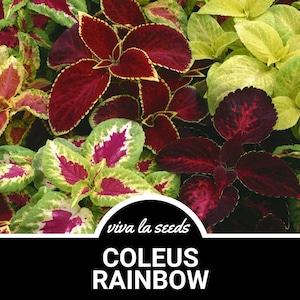 Coleus, Rainbow Mix | Painted Leaves | 250 Seeds | Indoor - Outdoor Plant | Coleus blumei