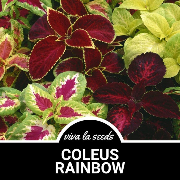 Coleus, Rainbow Mix | Painted Leaves | 250 Seeds | Indoor - Outdoor Plant | Coleus blumei