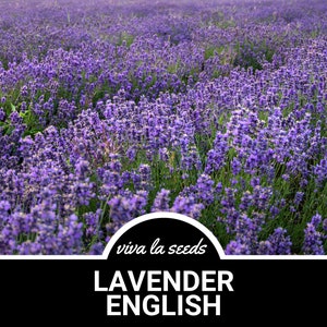Lavender, English | 100 Seeds | Medicinal | Culinary Herb | Non GMO | Lavandula angustifolia