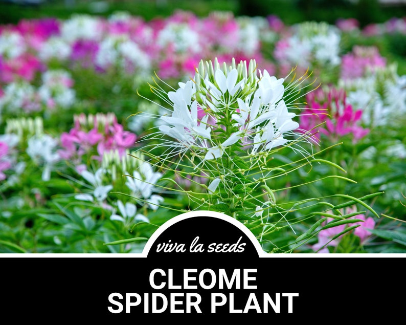 Spider Bloom Cleome Flower | Spider Plant | 50 Seeds | Heirloom Annual Flower ...