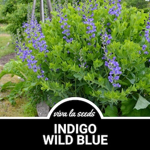 Indigo, Wild Blue | 35 Seeds | Heirloom Flower | Used in Creating Dyes | Baptisia australis