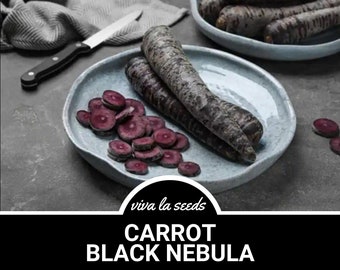 Carrot, Black Nebula | 250 Seeds | Heirloom Vegetable | Culinary Statement | Non-GMO | Daucus carota