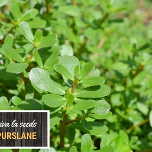 May include: Close-up of a lush green purslane plant with vibrant green leaves. The plant is labeled "viva la seeds Purslane" on a wooden sign.