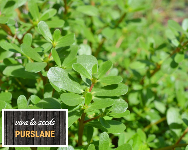 May include: Close-up of a lush green purslane plant with vibrant green leaves. The plant is labeled "viva la seeds Purslane" on a wooden sign.
