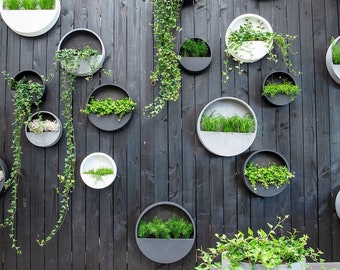 Hanging Wall Planter / Concrete Outdoor Indoor Herb Garden / Home Decor / Wall Decor / Kitchen Garden Herb