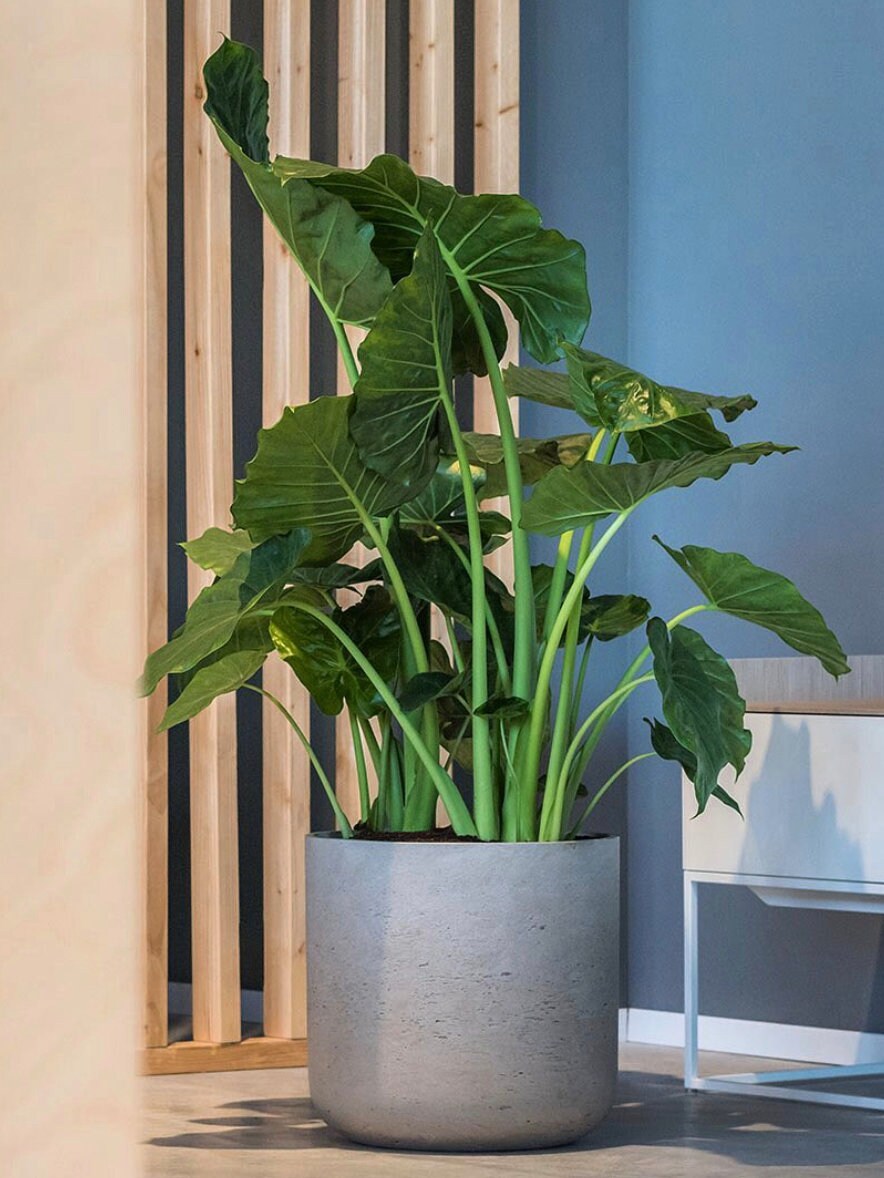 XXL Modern Planter with Stand /Mid Century Modern Planter with stand