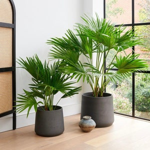 Könnte beinhalten: Zwei Palmen in schwarzen Töpfen. Die größere Palme steht in einem größeren Topf und befindet sich im Hintergrund. Die kleinere Palme steht im Vordergrund und befindet sich in einem kleineren Topf. Die Töpfe stehen auf einem Holzboden.