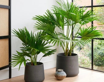 May include: Two potted palm trees in black pots. The larger palm tree is in a larger pot and is in the background. The smaller palm tree is in the foreground and is in a smaller pot. The pots are on a wooden floor.