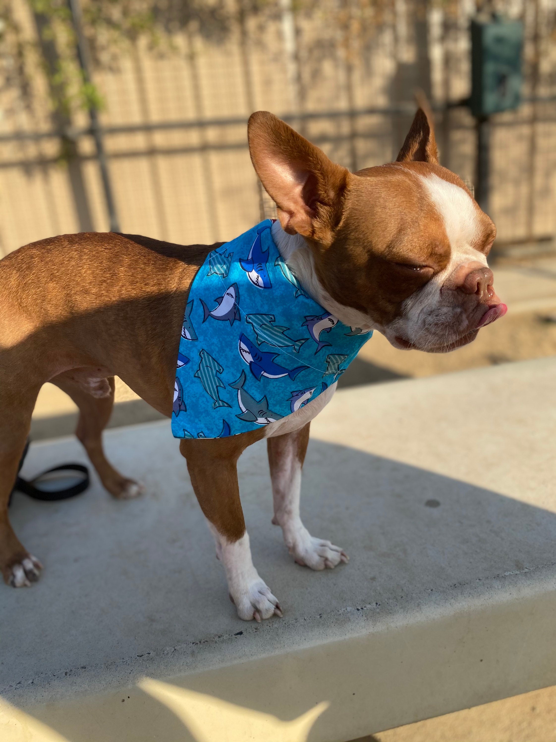Toukin Le Chien Requin Requin au-dessus du bandana de chien de collier écharpe de | Etsy