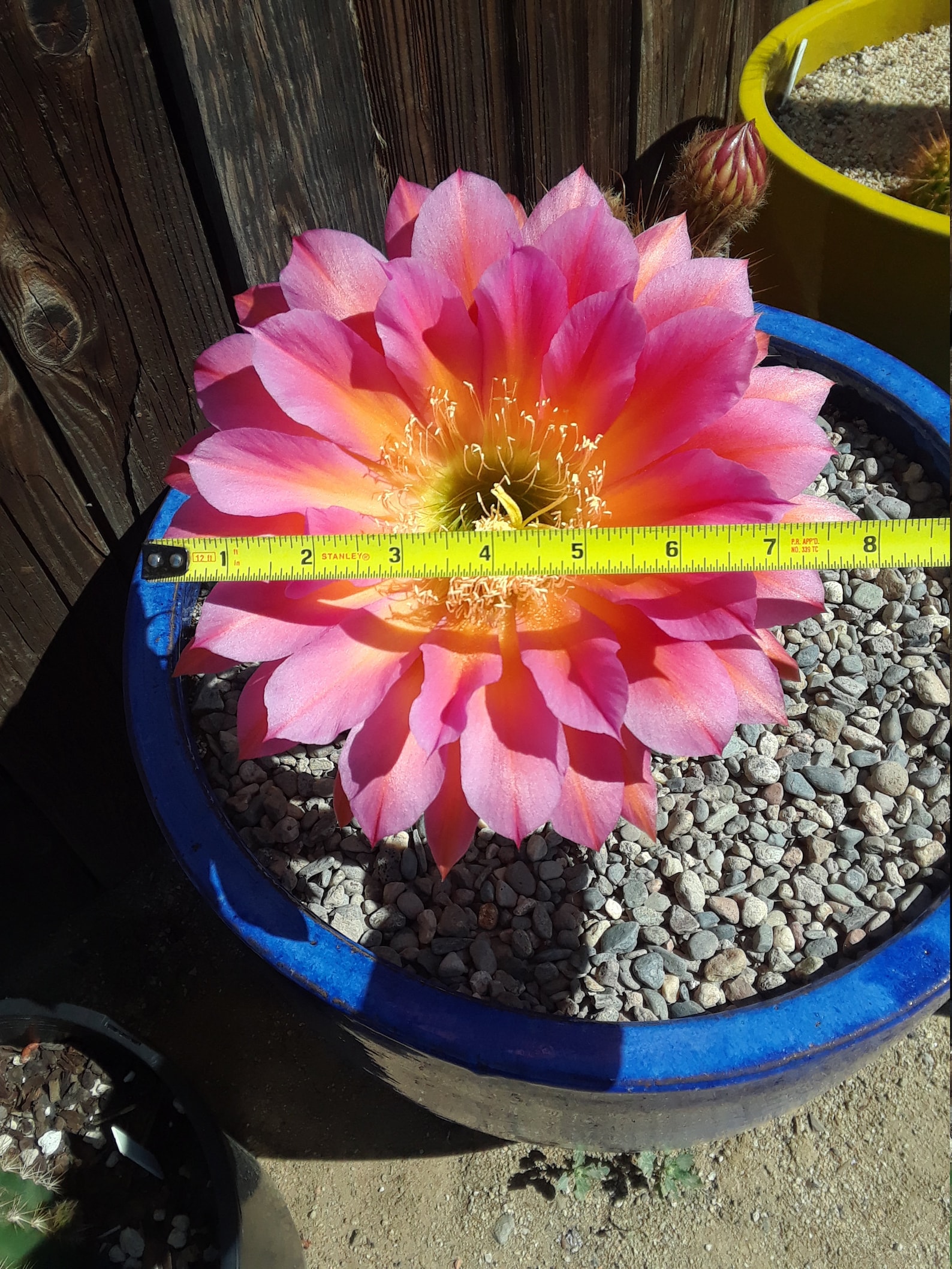 Rare Echinopsis / Trichocereus / Torch Cactus Hybrid flying Saucer