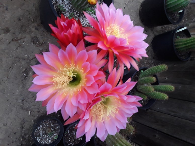 Rare Echinopsis / Trichocereus / Torch Cactus Hybrid flying Saucer