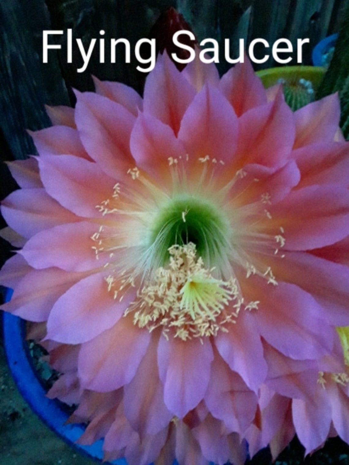Rare Echinopsis / Trichocereus / Torch Cactus Hybrid flying Saucer