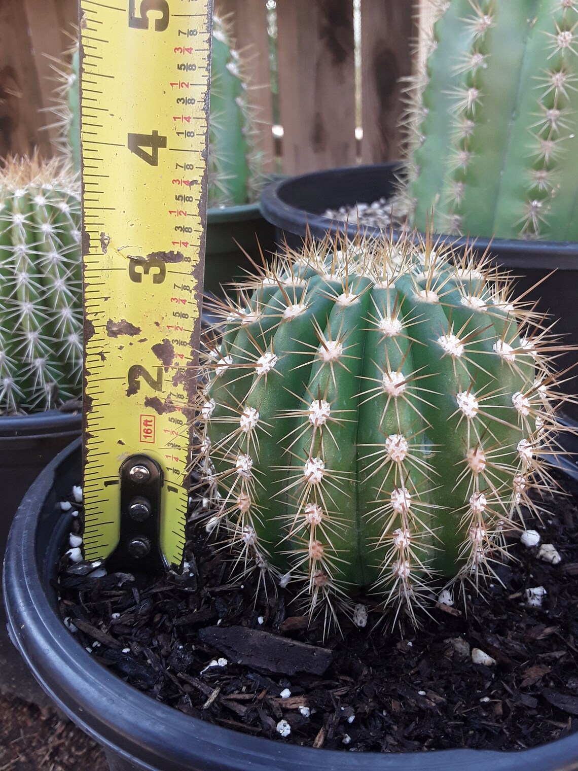 Rare Echinopsis / Trichocereus / Torch Cactus Hybrid flying Saucer