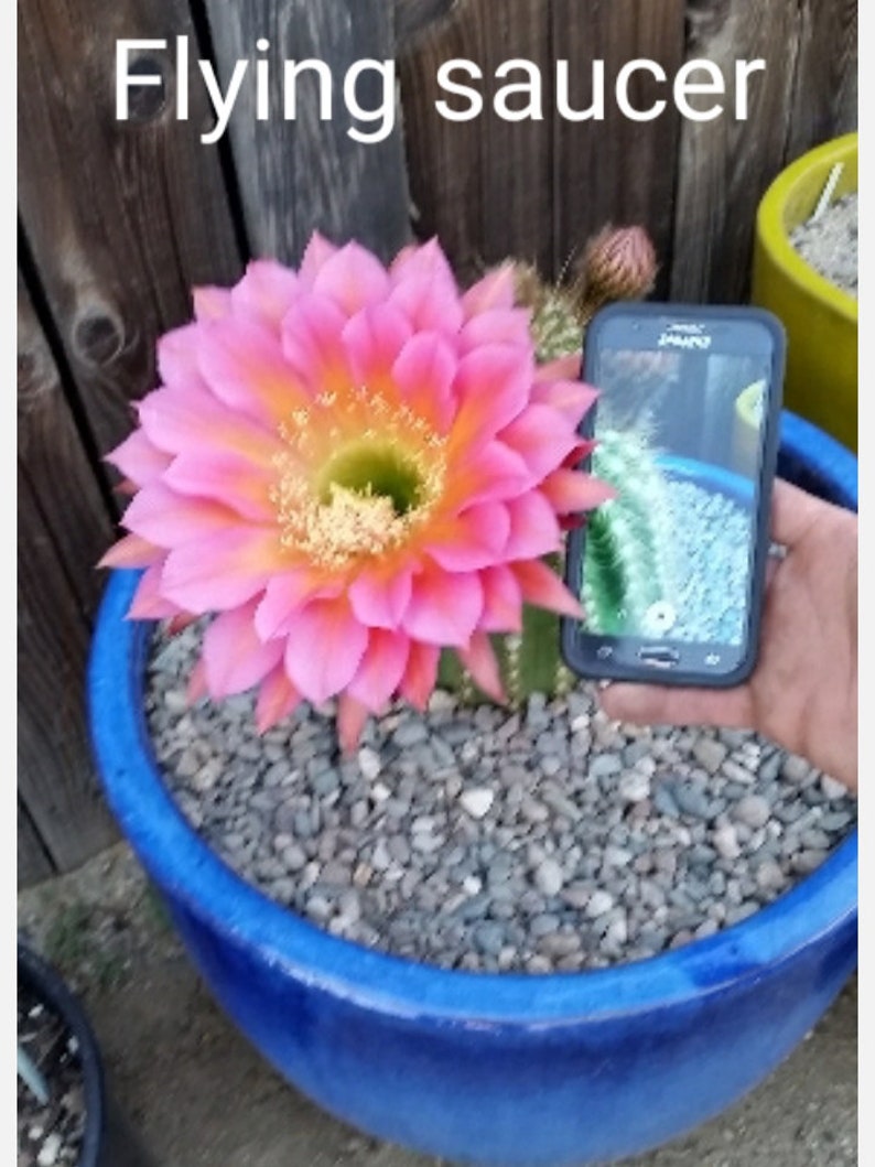 Rare Echinopsis / Trichocereus / Torch Cactus Hybrid flying Saucer