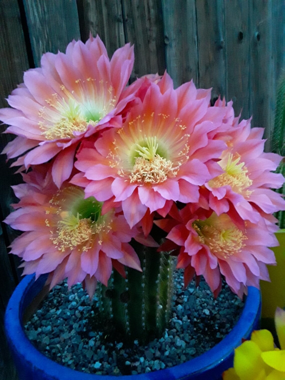 Rare Echinopsis / Trichocereus / Torch Cactus Hybrid flying Saucer