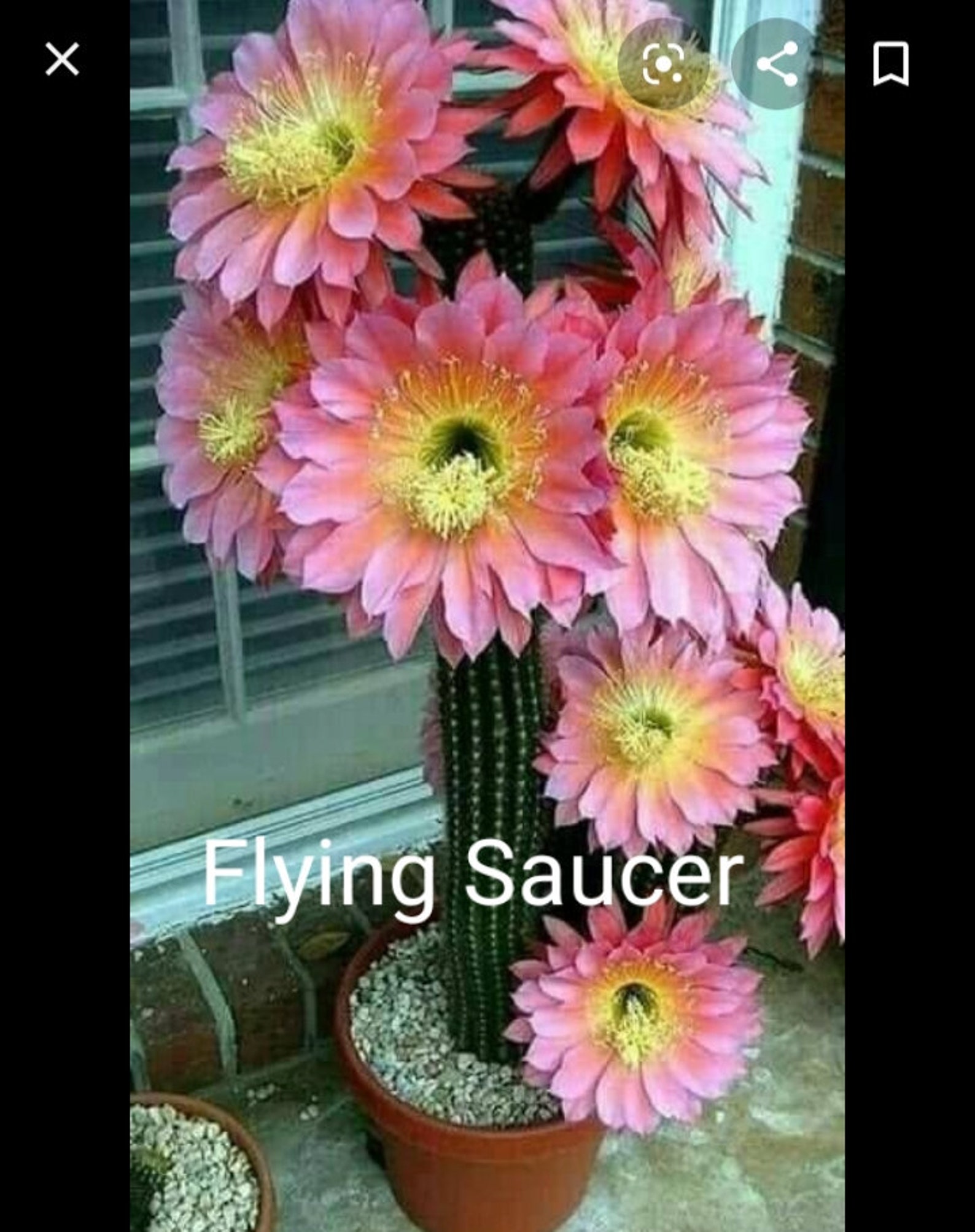 Rare Echinopsis / Trichocereus / Torch Cactus Hybrid flying Saucer