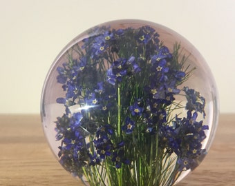 Botanical Forget Me Not Paperweight Made With Real Forget Me Not