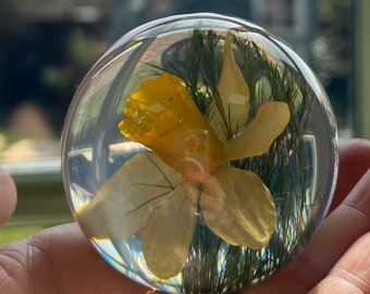 Botanical Daffodil Small  Paperweight Made With Real Daffodil