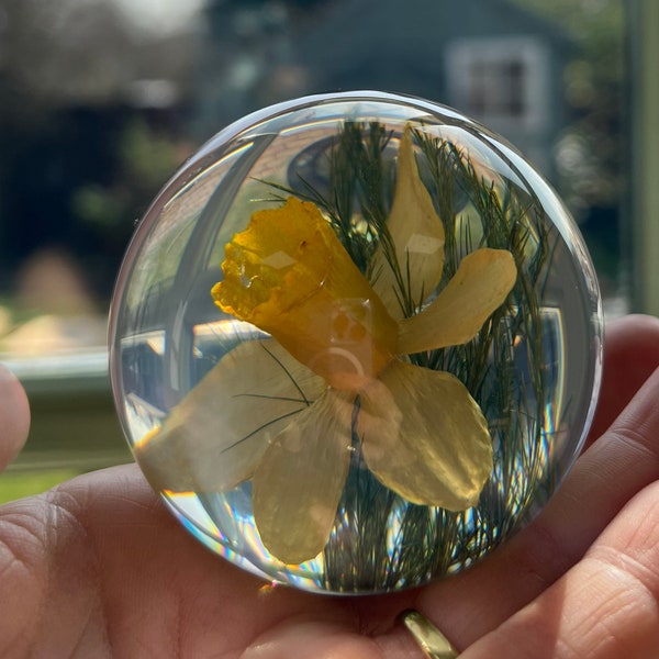 Botanical Daffodil Small  Paperweight Made With Real Daffodil