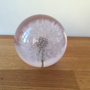 Botanical Dandelion Large Paperweight Made With Real Dandelion