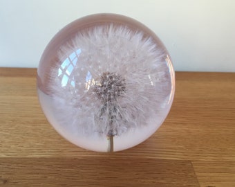 Botanical Dandelion Large Paperweight Made With Real Dandelion