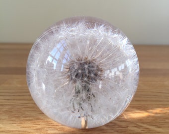 Botanical Dandelion Small  Paperweight Made With Real Dandelion