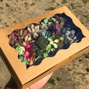 27 Baby Succulent Cuttings in Gift Box with Clear Window