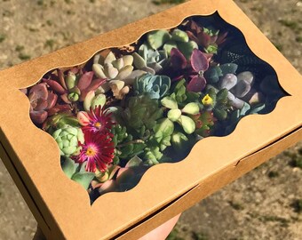 May include: A brown cardboard box with a clear window showing a variety of succulents and small flowering plants.