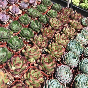 Colorful succulents, 2 inches succulents, 2&quot; succulents, party favors. wedding favors, baby shower favors