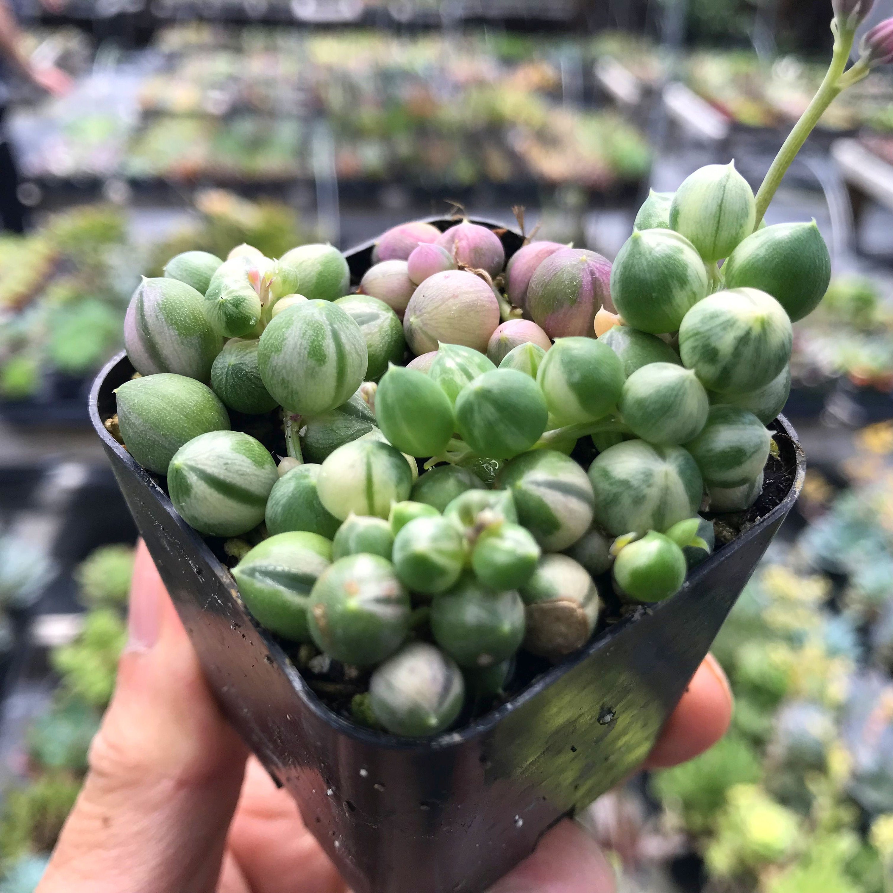 Senecio rowleyanus f. variegatus 'Variegated String of Pearls