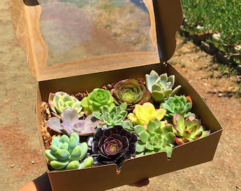 May include: A brown cardboard box with a clear plastic window lid, filled with a variety of small green, red, and purple succulents.