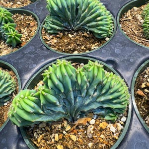 Crested Blue Candle Cactus, Blue Myrtillocactus Geometrizans Cristata