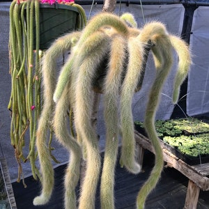 Monkey Tail Cactus